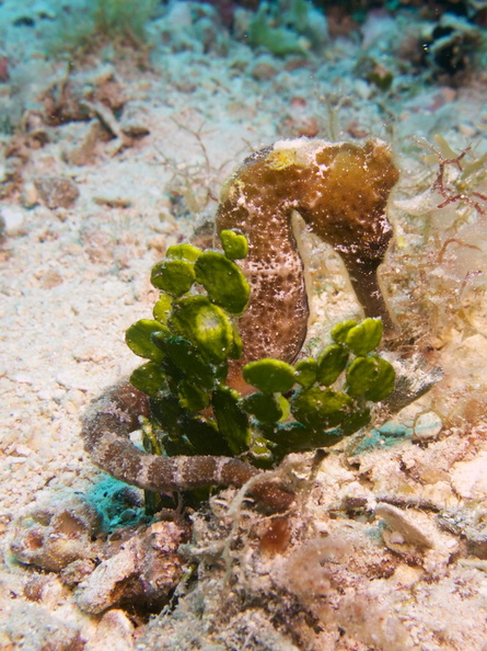 Wounded Sea Horse IMG_5048.jpg